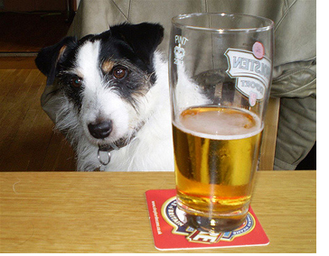 Dog Bars. I Love Them. Cat Cafés, Too. Why Not?